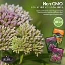 non-hybrid, heirloom, open-pollinated milkweed seeds for butterflies