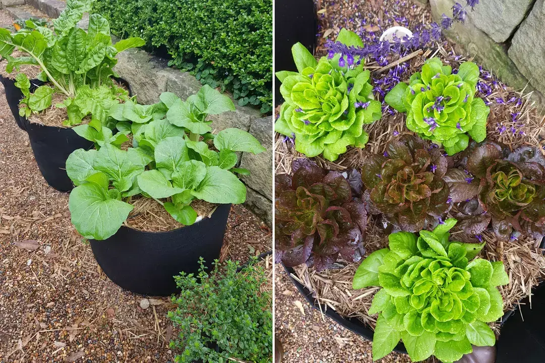 Leafy vegetables growing in black fabric planter bags with straw mulch.