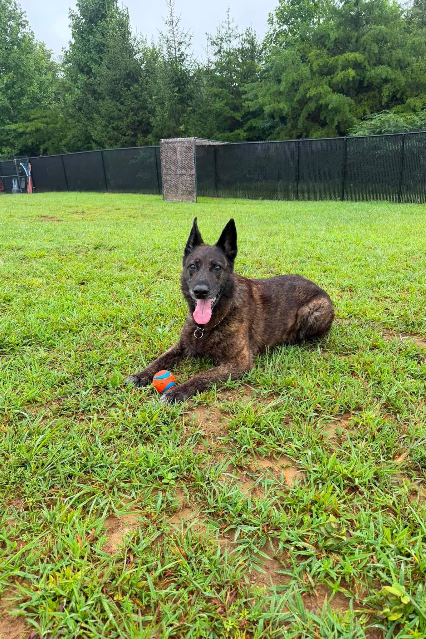 k9 pope 398 4