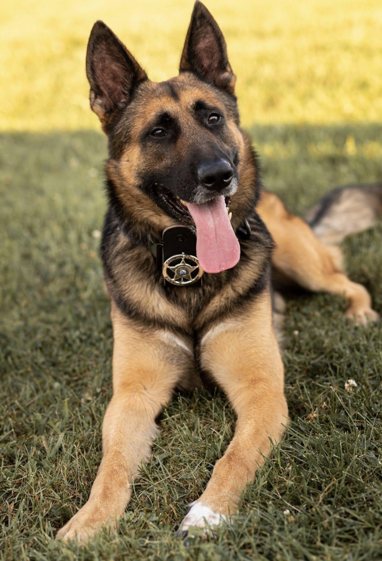 k9 milo 389