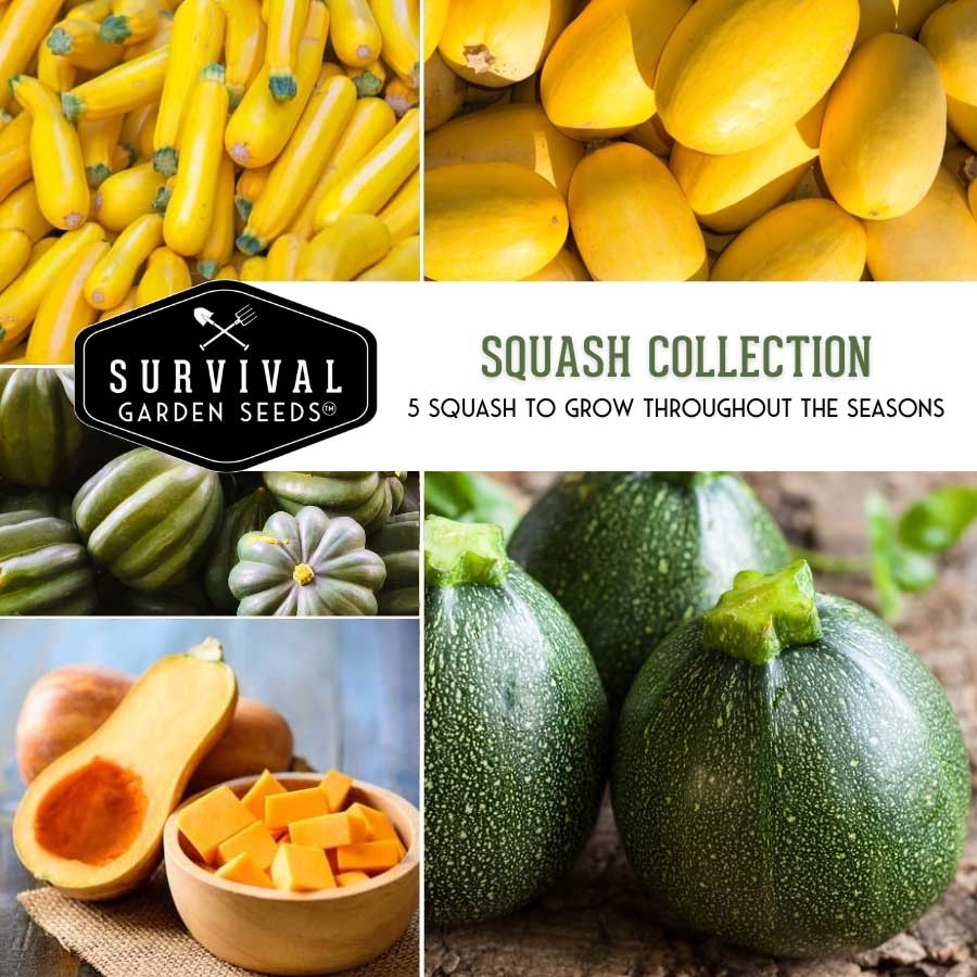 Squash Collection - 5 squash to grow throughout the seasons