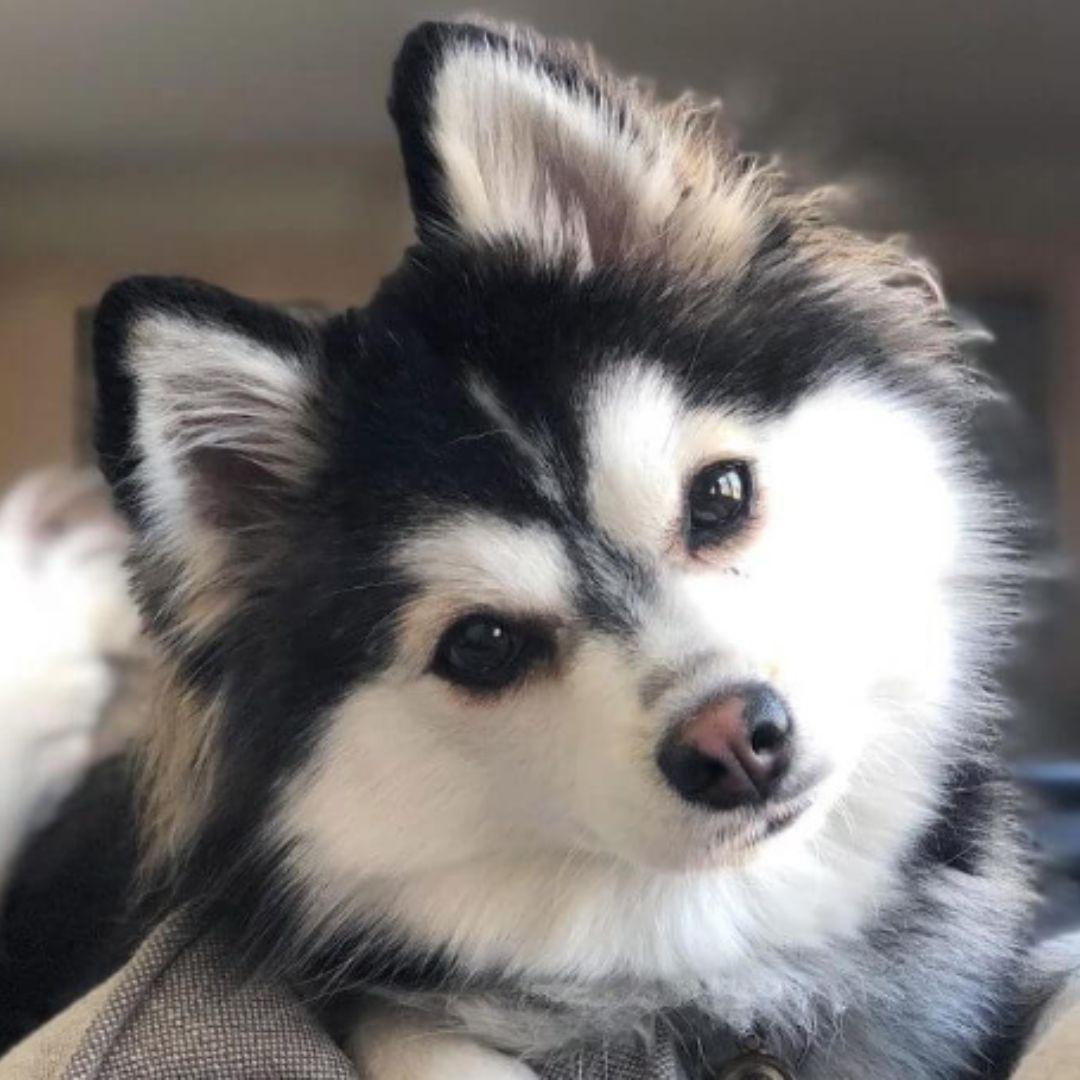 pomsky puppy with eye issue