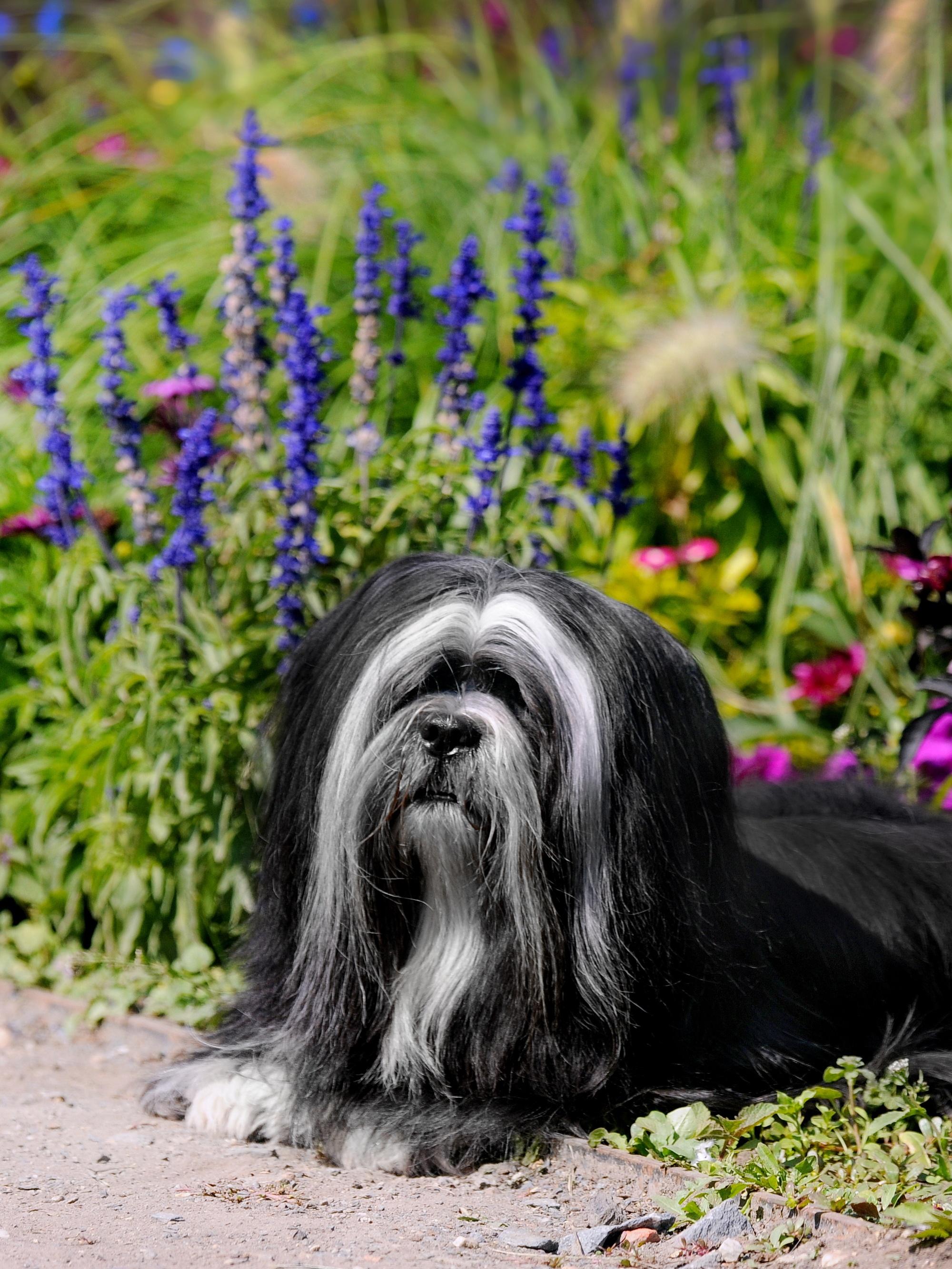 Portrait of Lhasa apso dog
