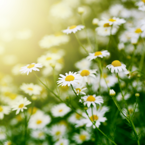 Roman Chamomile Flowers in the sun