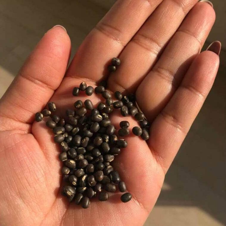 Black Gram