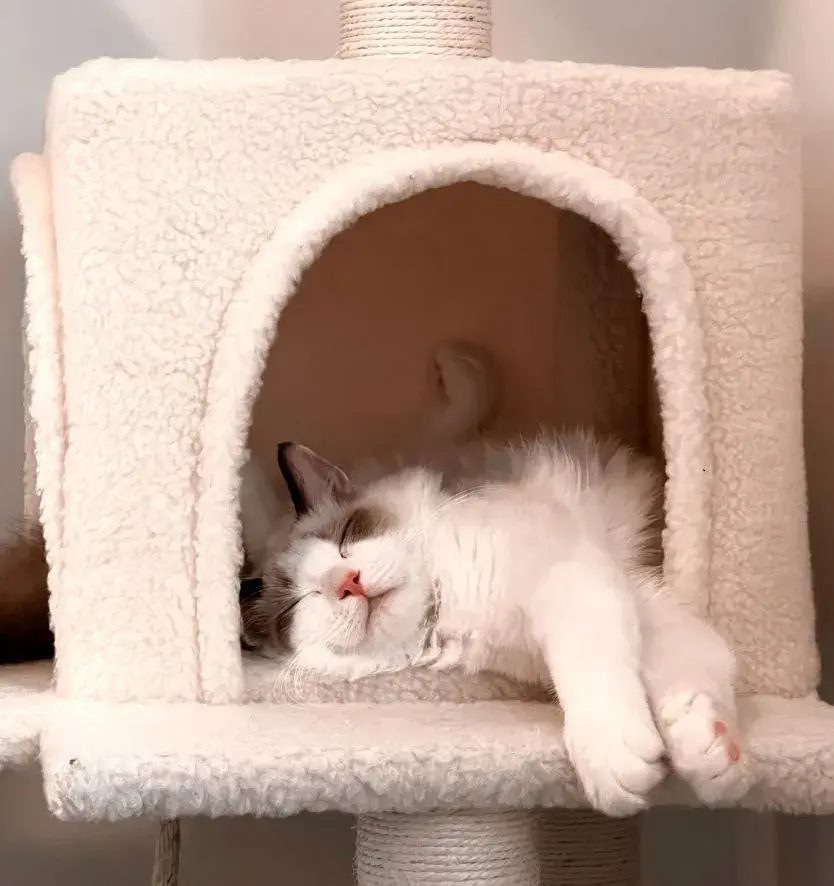 A cat lounging comfortably on a multi-level cat tree, surrounded by soft fabric and scratching posts.