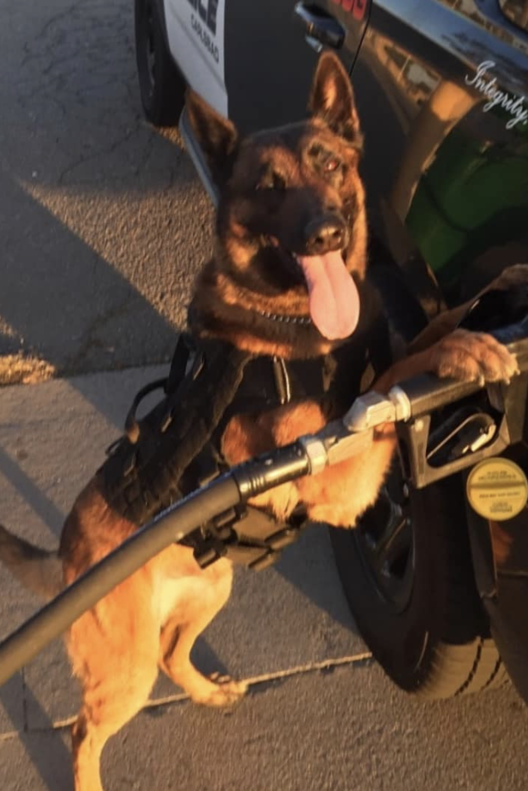 k9 cash pumping gas