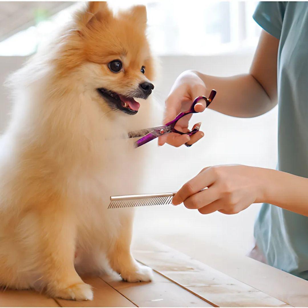 pomsky puppy maintenance