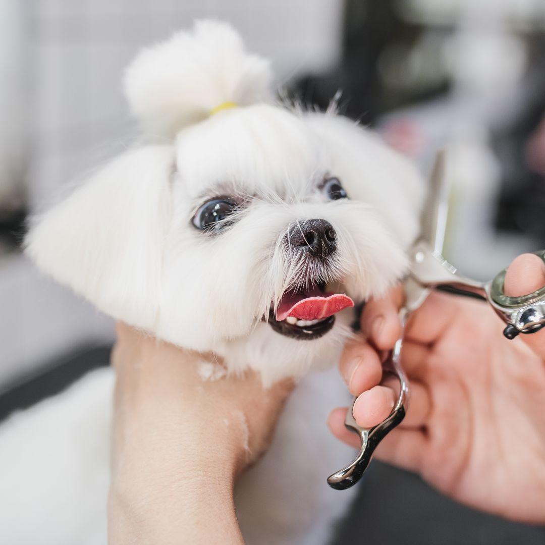 Maltese being groomed