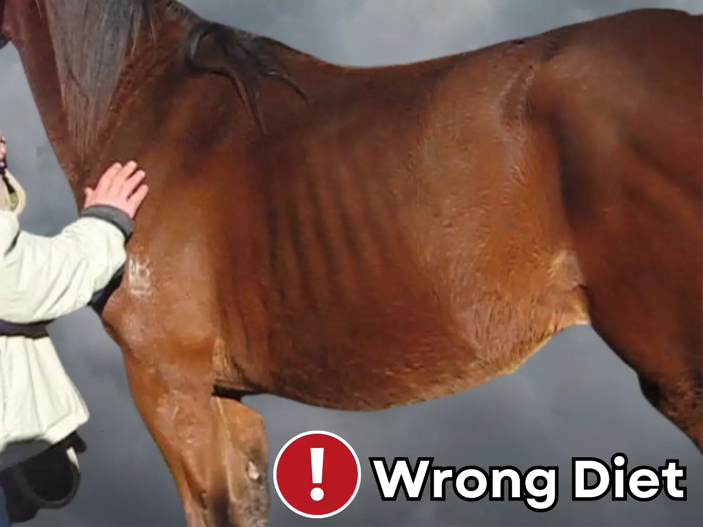 Selvita Equine Horse Right Diet