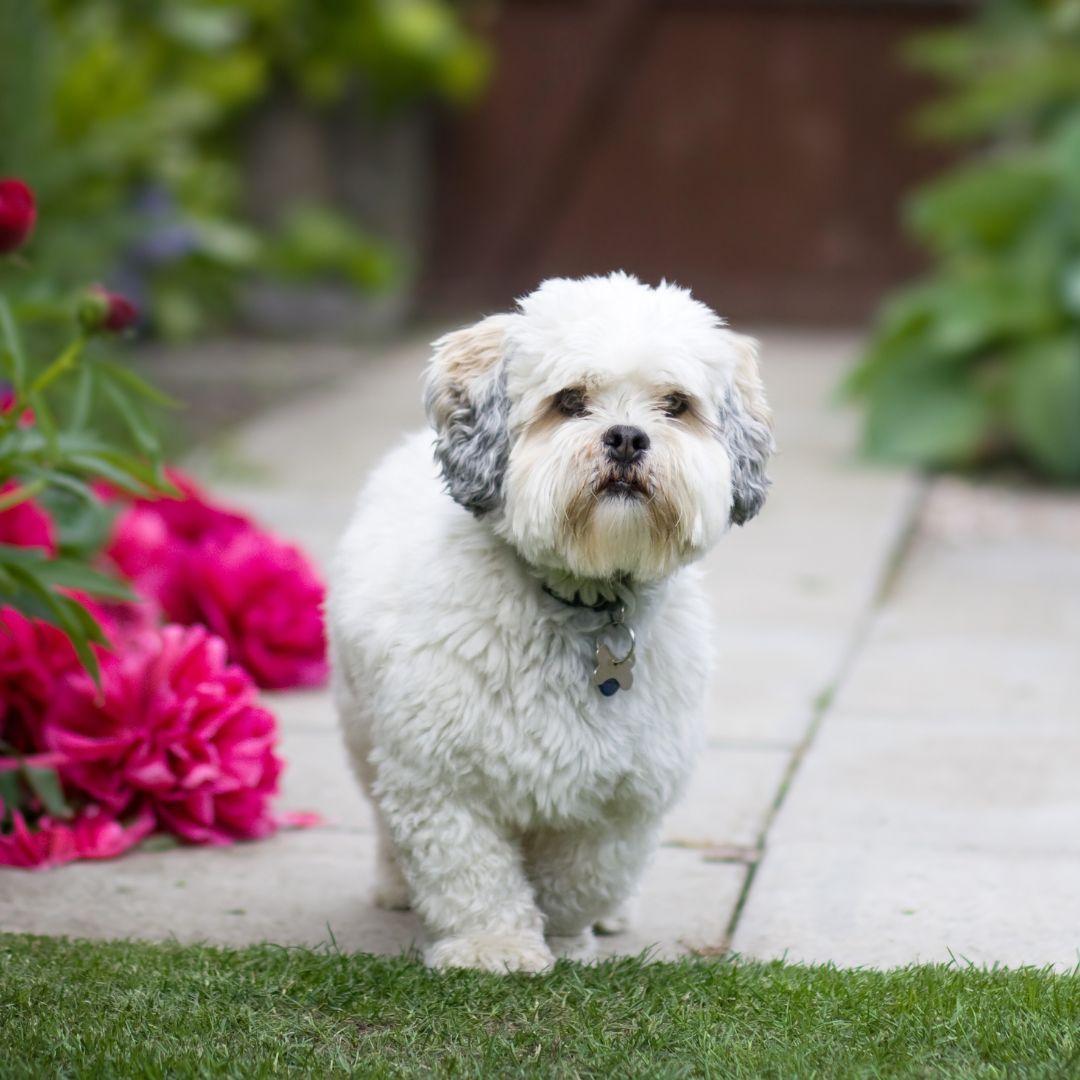 Lhasa Apso puppy