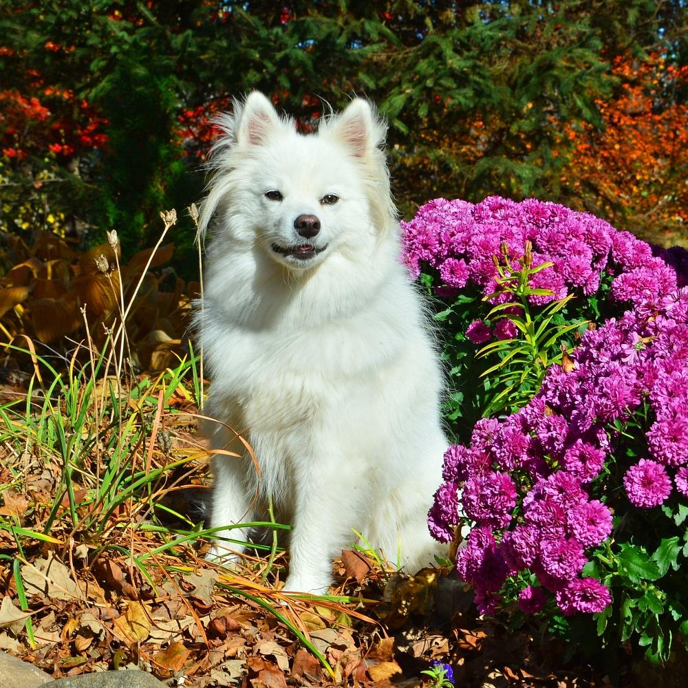 A bolognAmerican Eskimo pup in fall purple mums.ese dog
