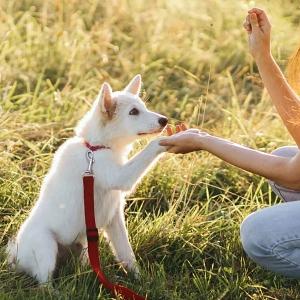 What Commands to Teach a Puppy First: The 5 Basic Commands
