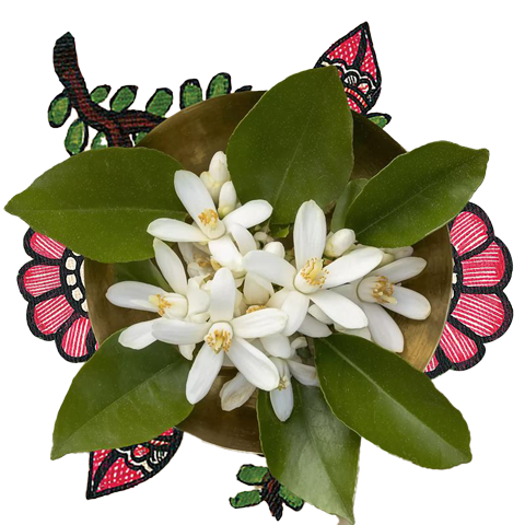 A bunch of fresh white neroli flowers kept over a white color background