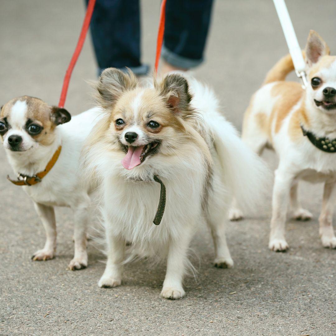 Dogs with Leash in Park