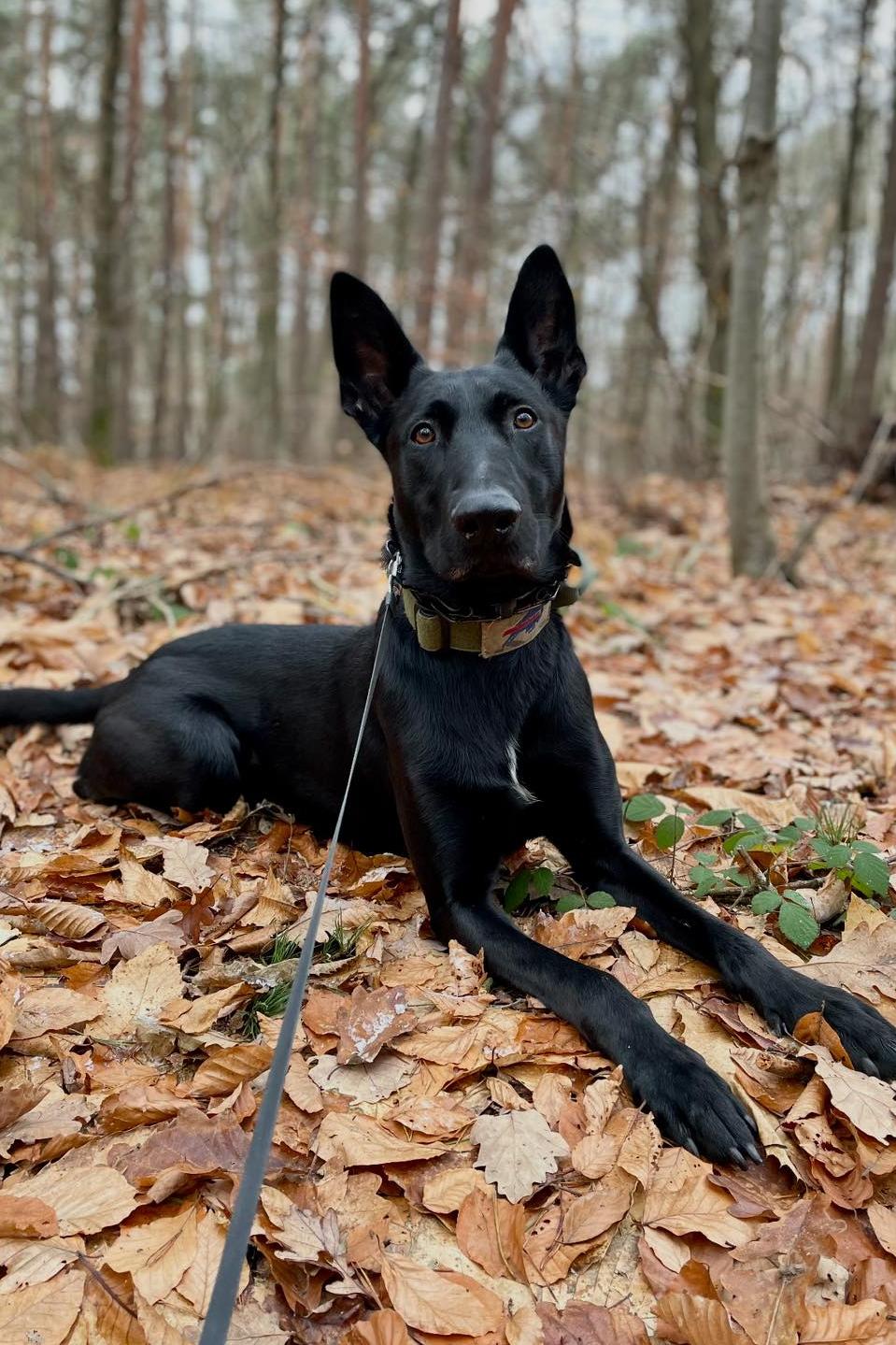 mwd bberik in the woods