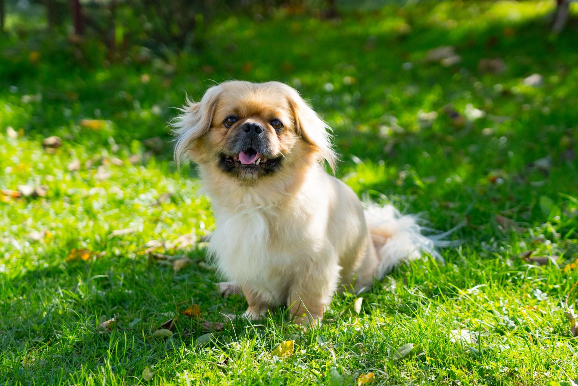 Pekingese dog