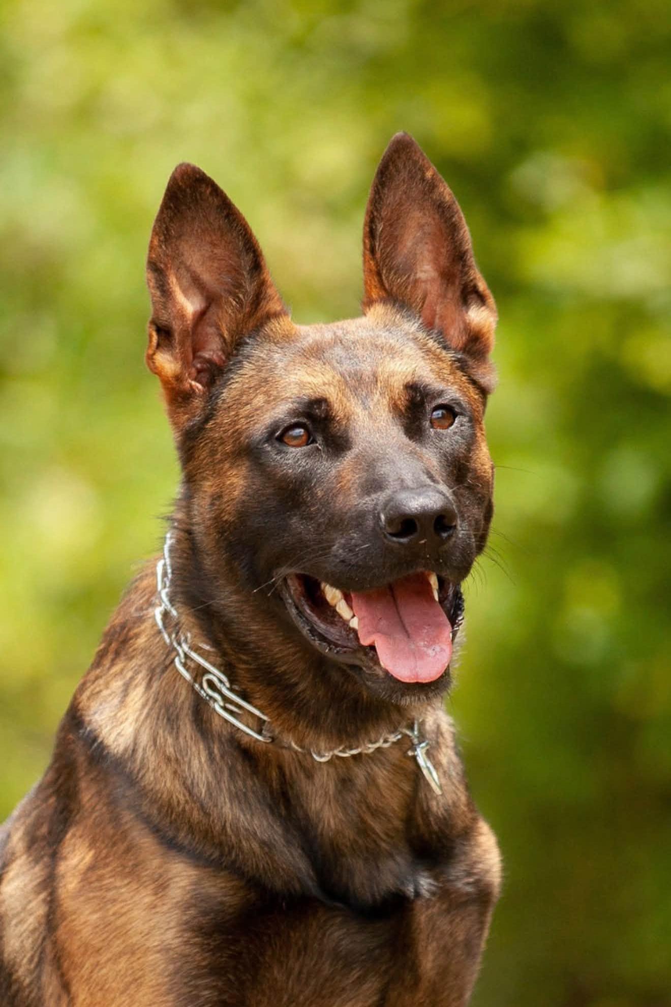 k9 audie