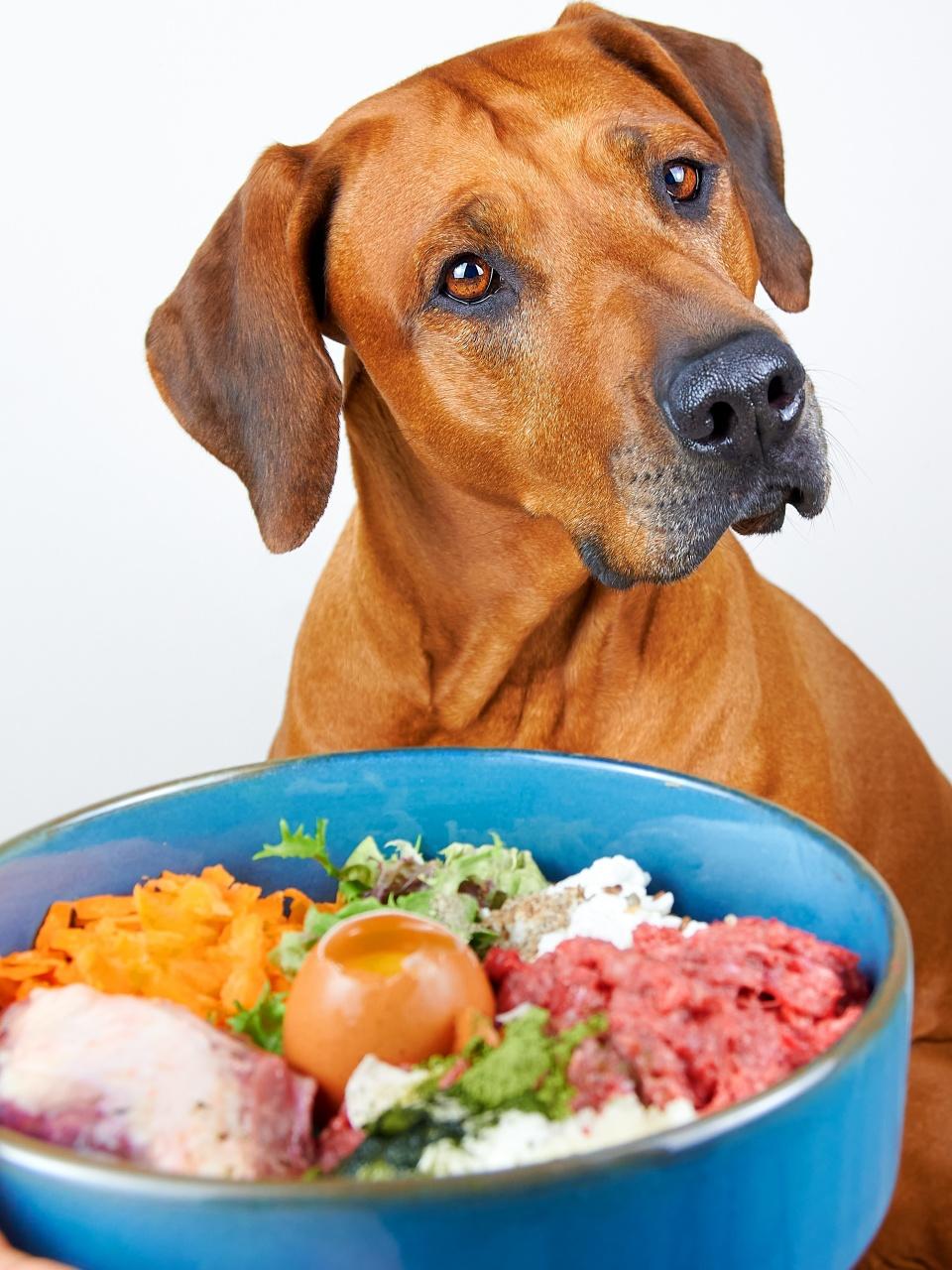 Natural raw dog food. Feeding dog. Bowl with food for dog