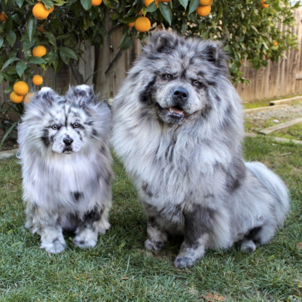 On the right is a cuddle clone and to the left is the real dog that the cuddle clone is based off of