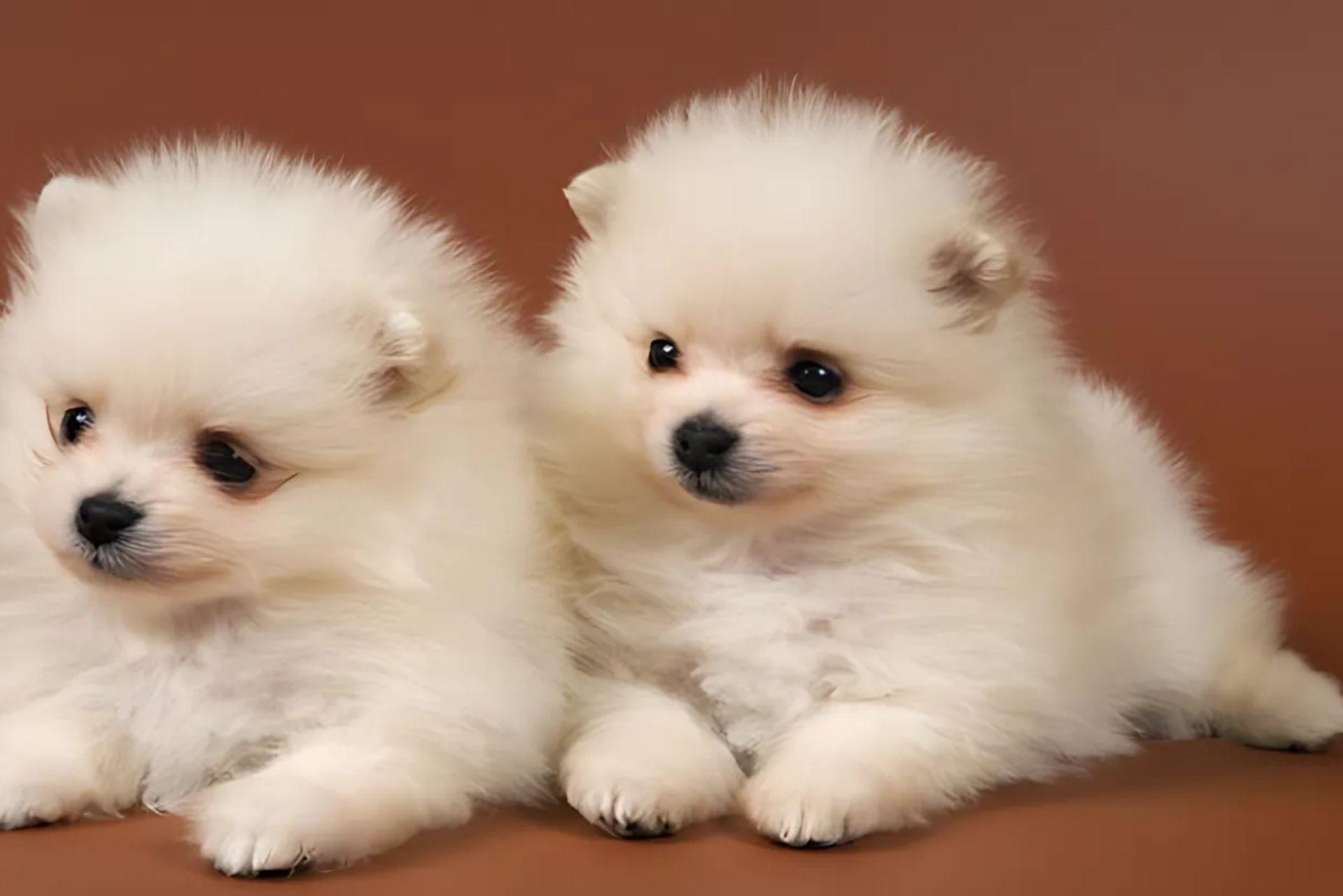 pomsky puppies