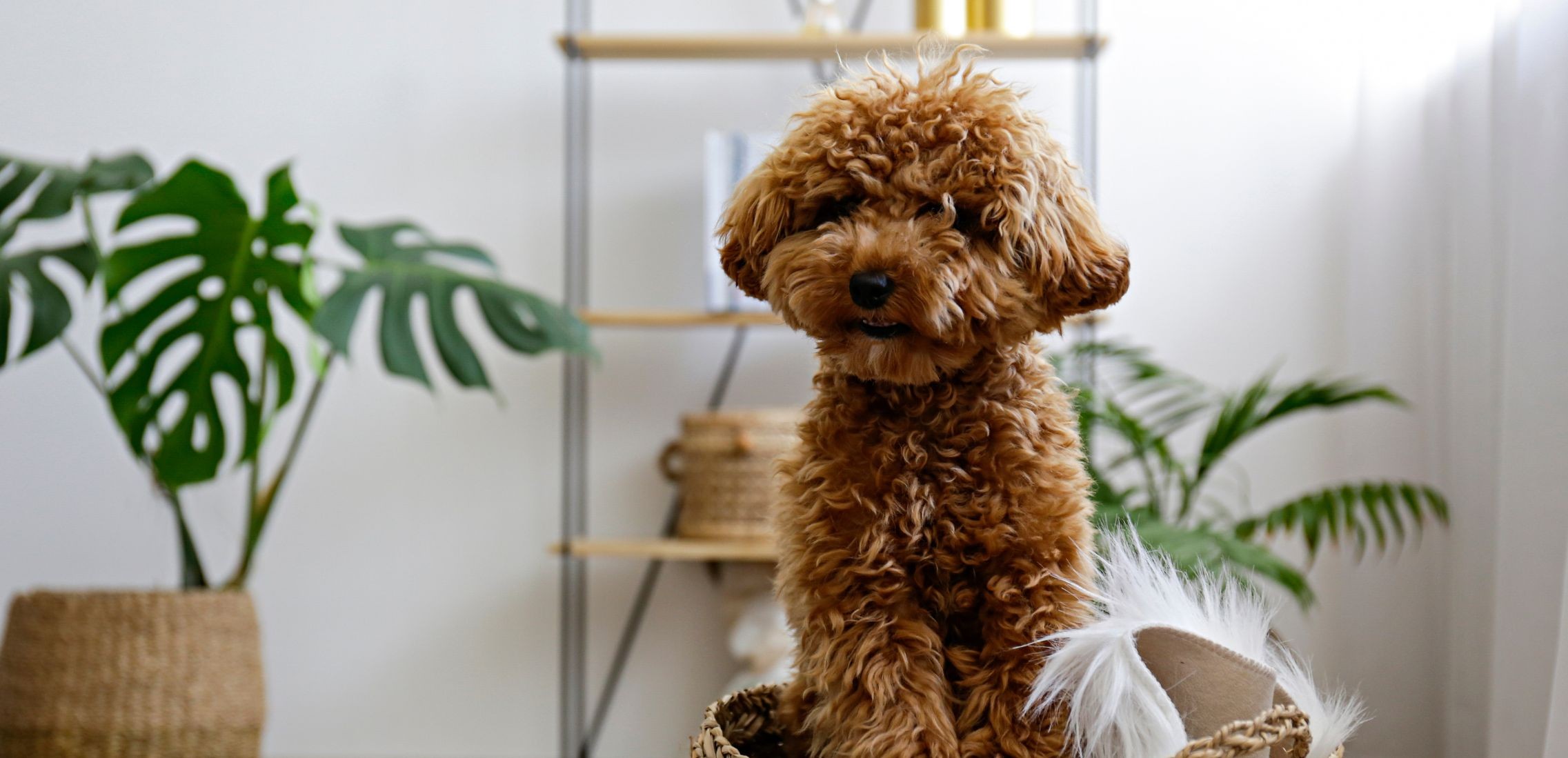 Brown maltipoo poodle alone at home