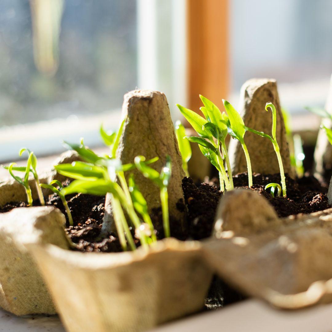 grow your own veg