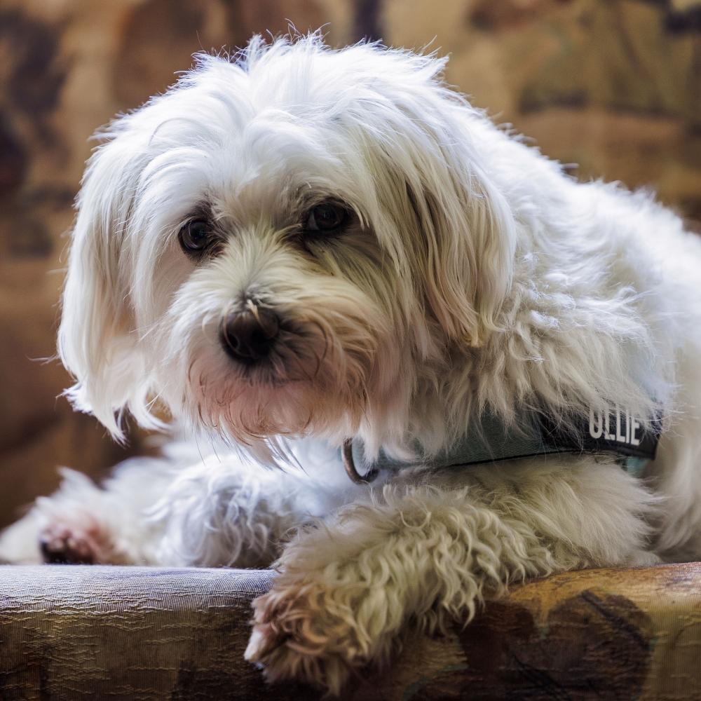 A fluffy white dog resting on a patterned couch indoors