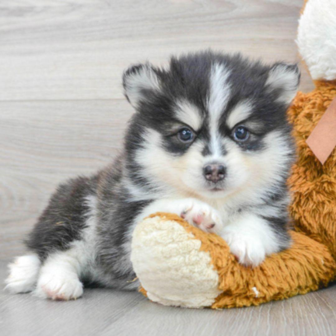 pomsky puppy outdoor