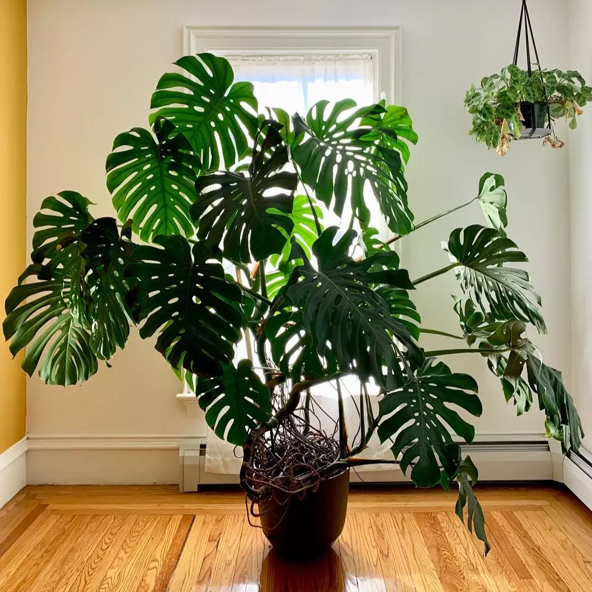 A large, healthy Monstera Deliciosa house plant with distinctive fenestrated leaves, placed in a bright, clean white apartment. The image sets the inspirational mood, reinforcing the zen and urban jungle aesthetic of the Monstera Decal Collection.