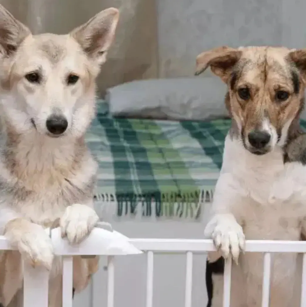 two dogs jumping on a pet gate