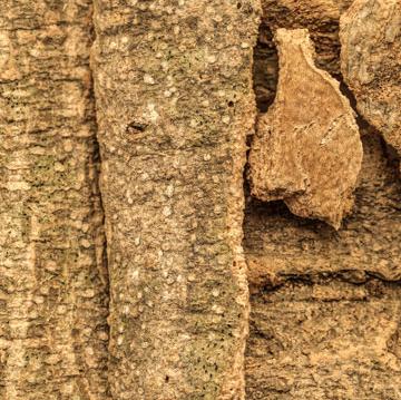 Close-up of Crataeva nurvala (Varuna) tree bark with rough, textured surface in earthy brown tones.