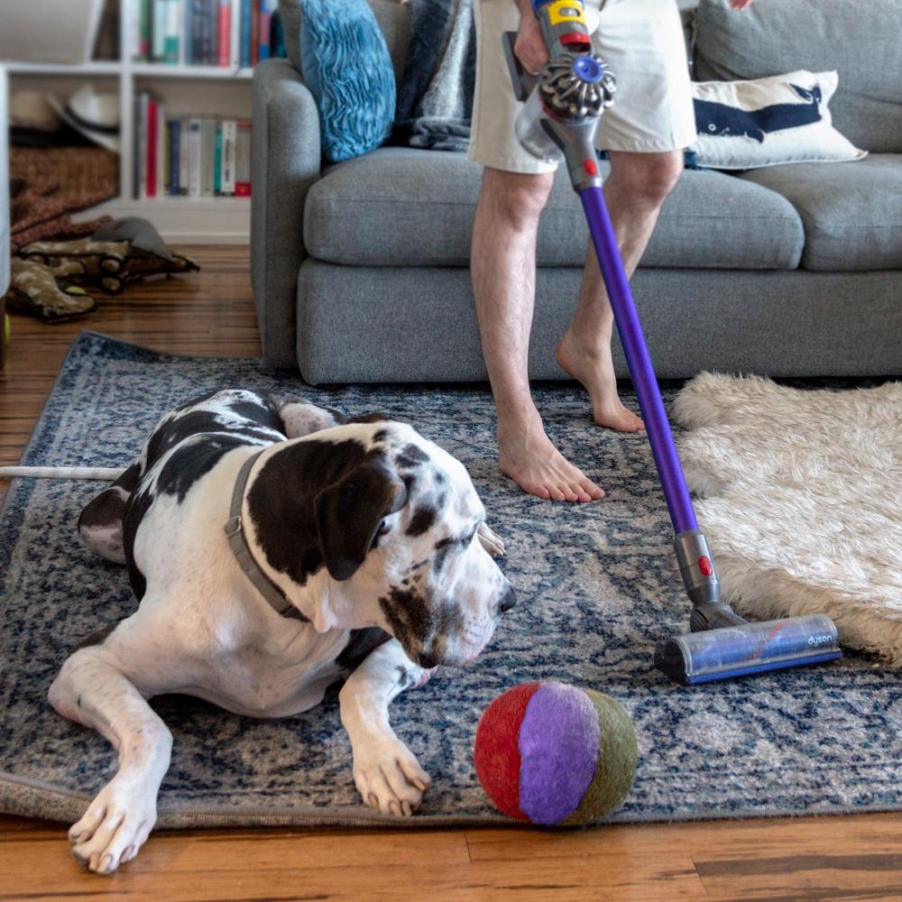 stick vacuum to clean a carpet rug with pet dog watching.