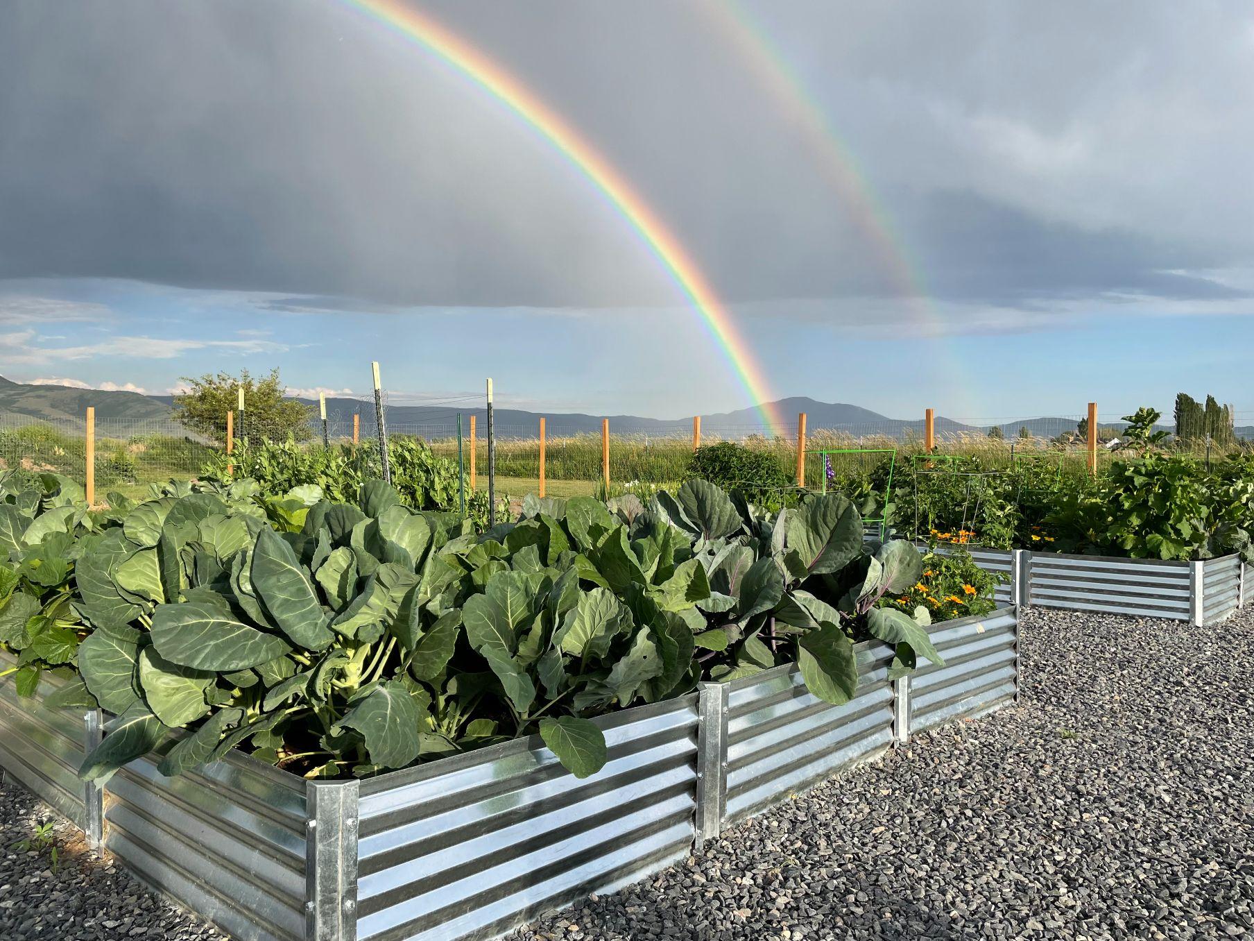 garden bed with rainbow