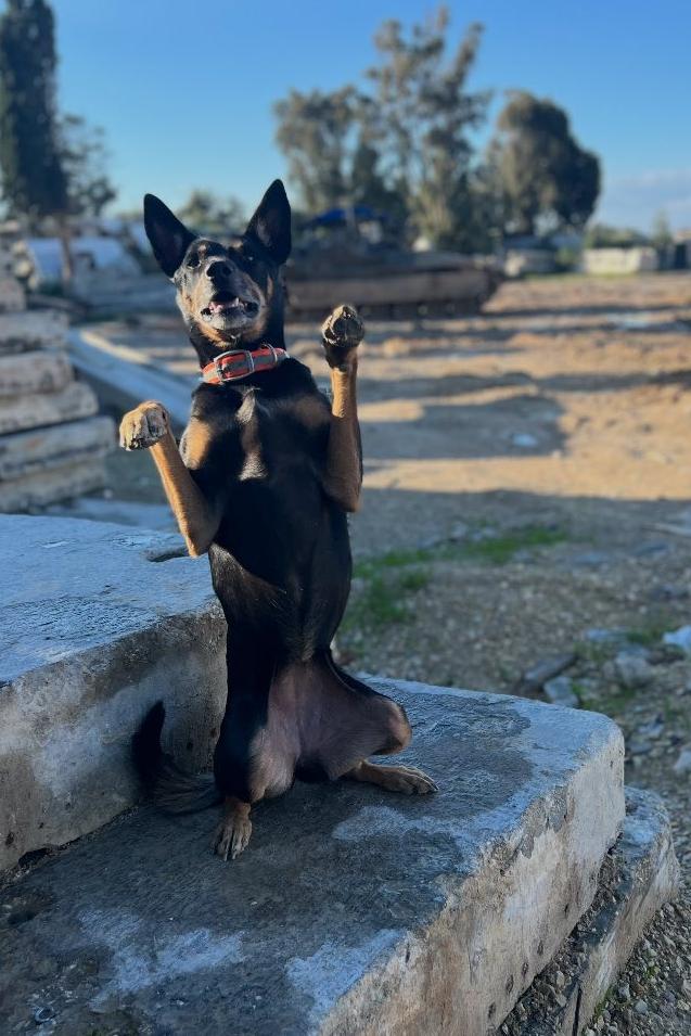 k9 oakley sitting up