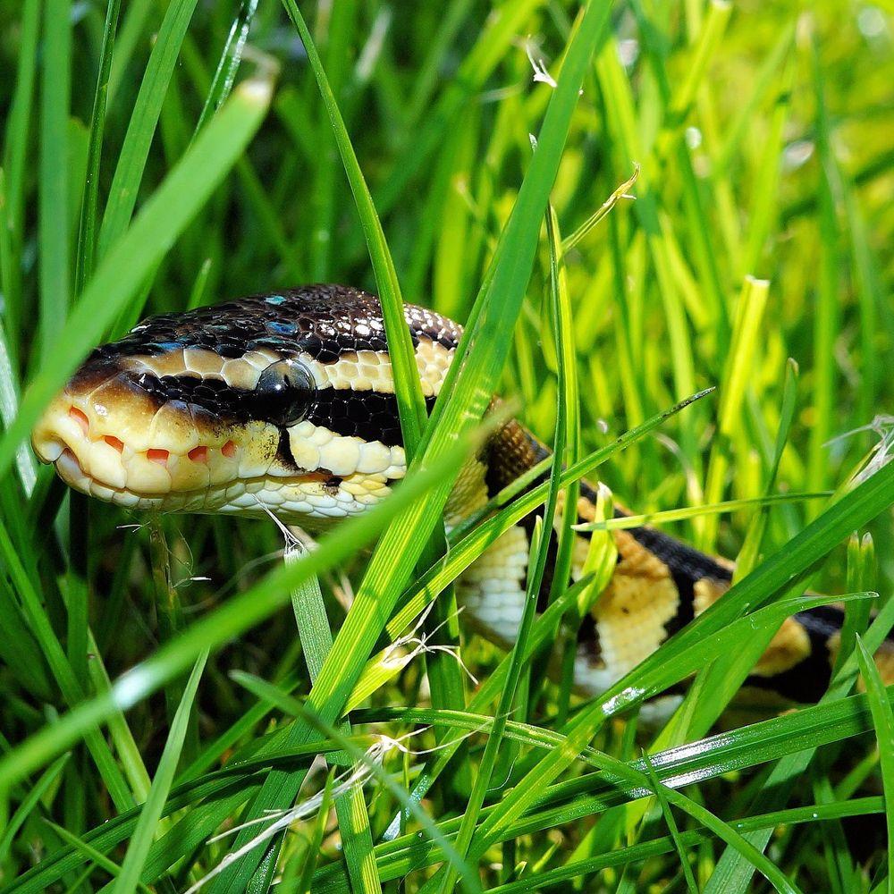 Snakes