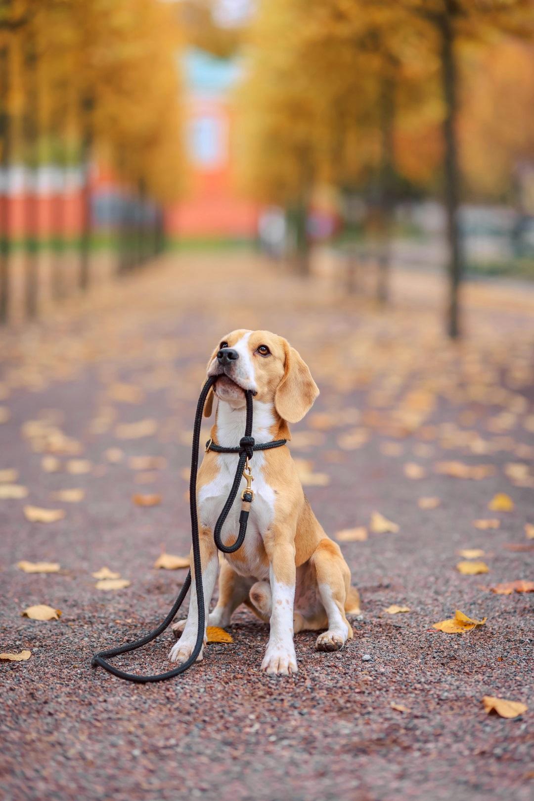 a Beagle dog sitting outdoors with its leash in its mouth.