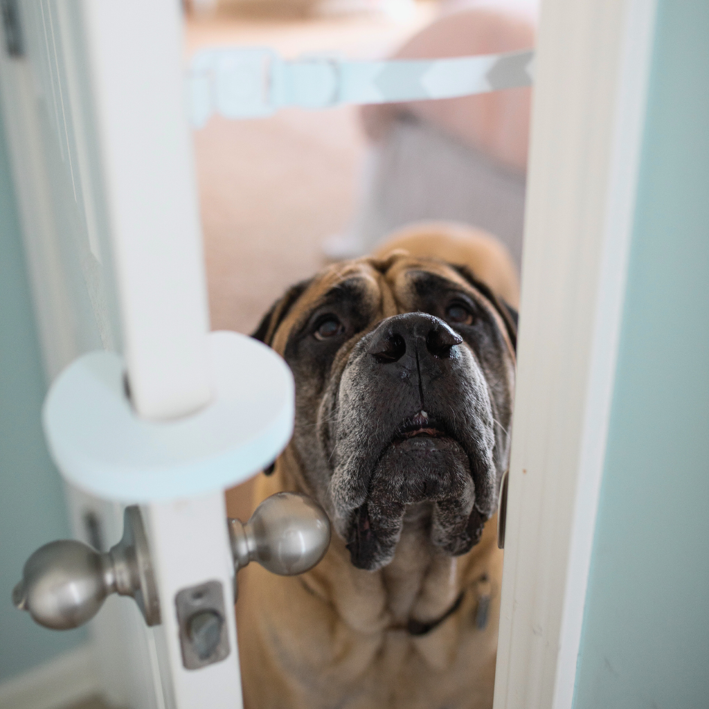 A large dog looks through a partially open door that is secured by The Door Buddy door strap. The adjustable strap keeps the door open slightly for cats while helping keep dogs out of litter box and feeding areas.