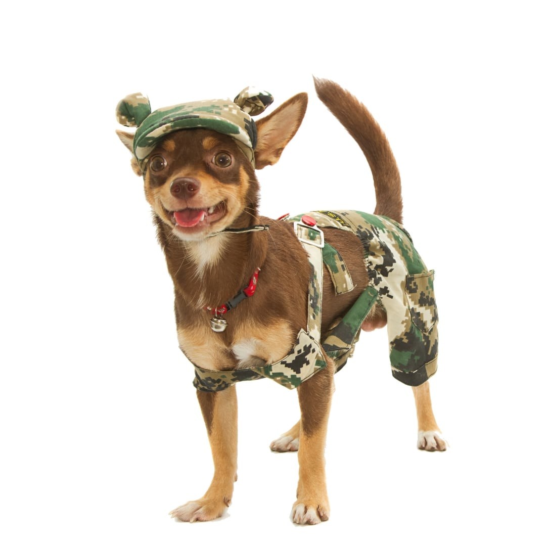 Dog wearing a costume