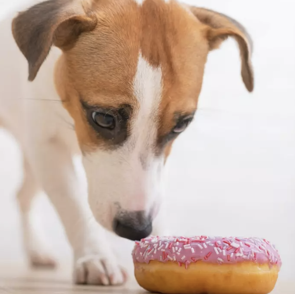 Diabetes in Dogs: Common Symptoms, Causes and Treatment