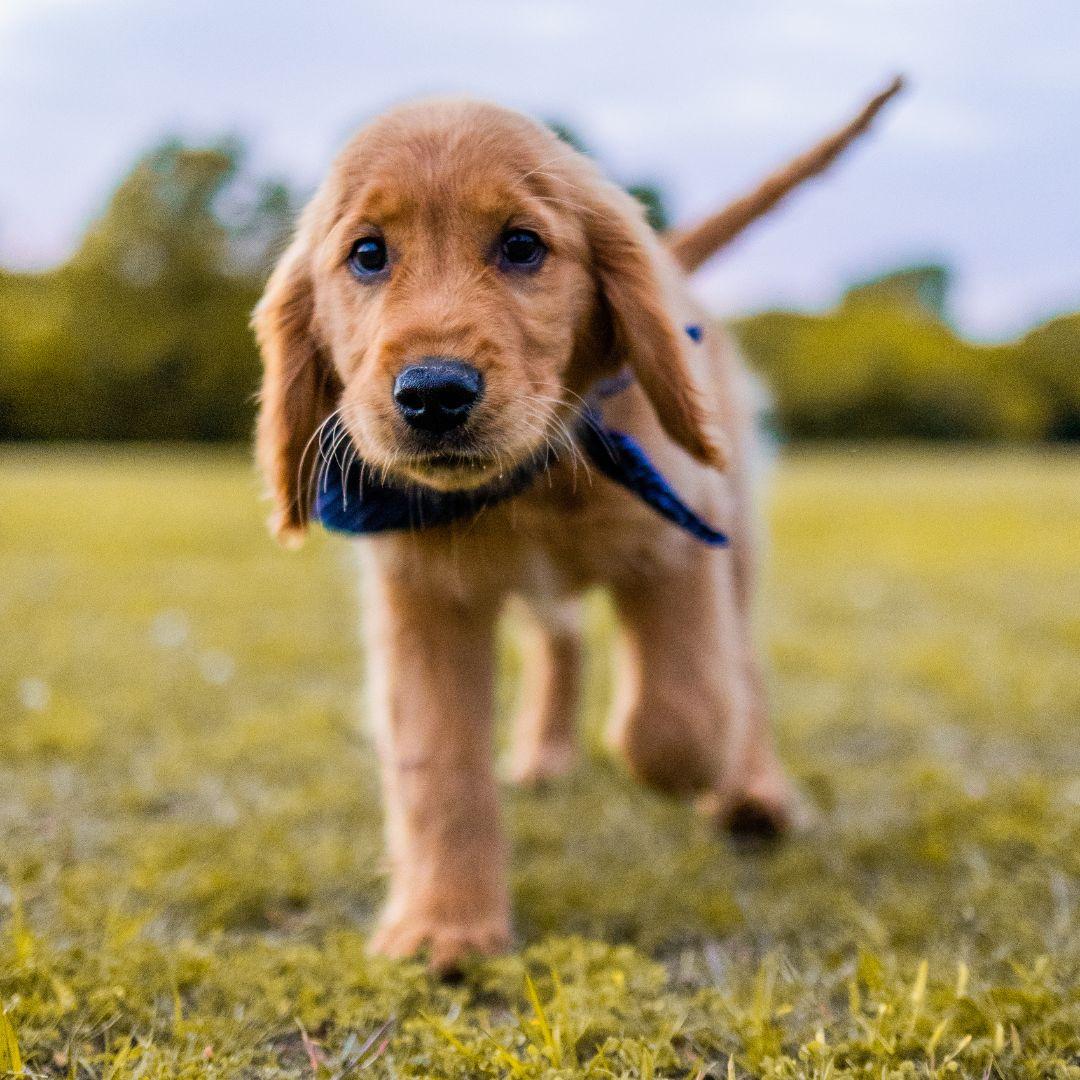 Golden Retriever Puppy Walking