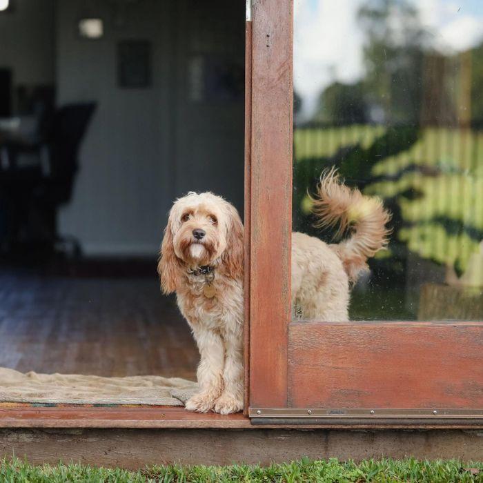 Dog standing inside the door