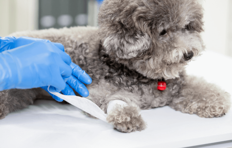 Door Buddy - pet first aid CPR