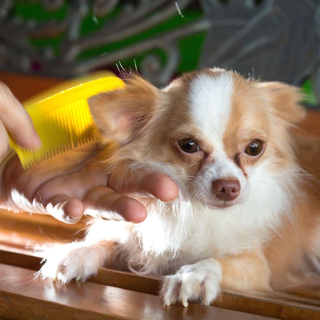 Chihuahua being brushed