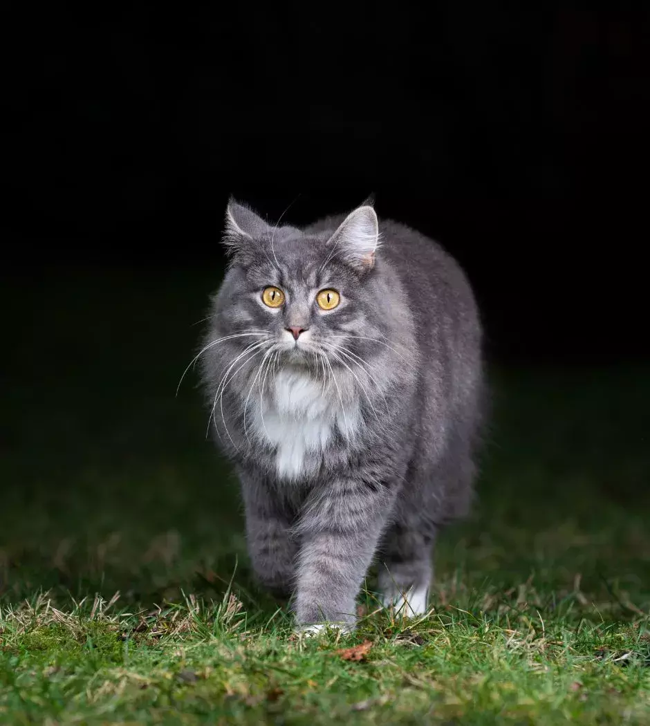 how do cats see in the dark