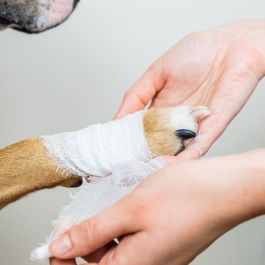 Dog's paw wrapped with gauze bandage