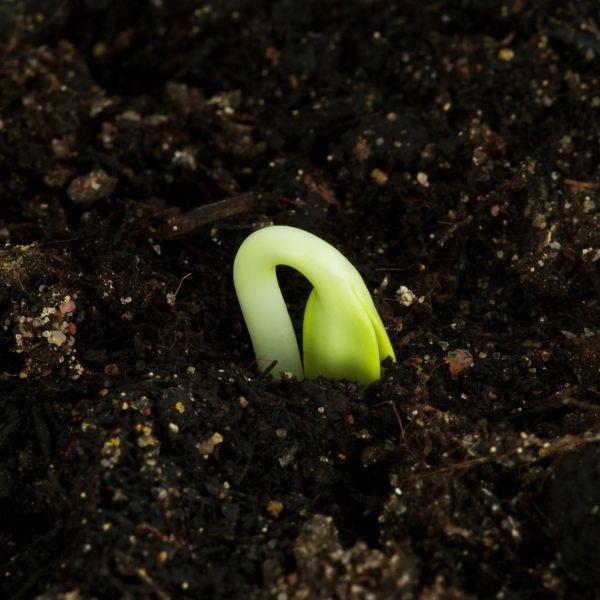 Seedling popping up through soil