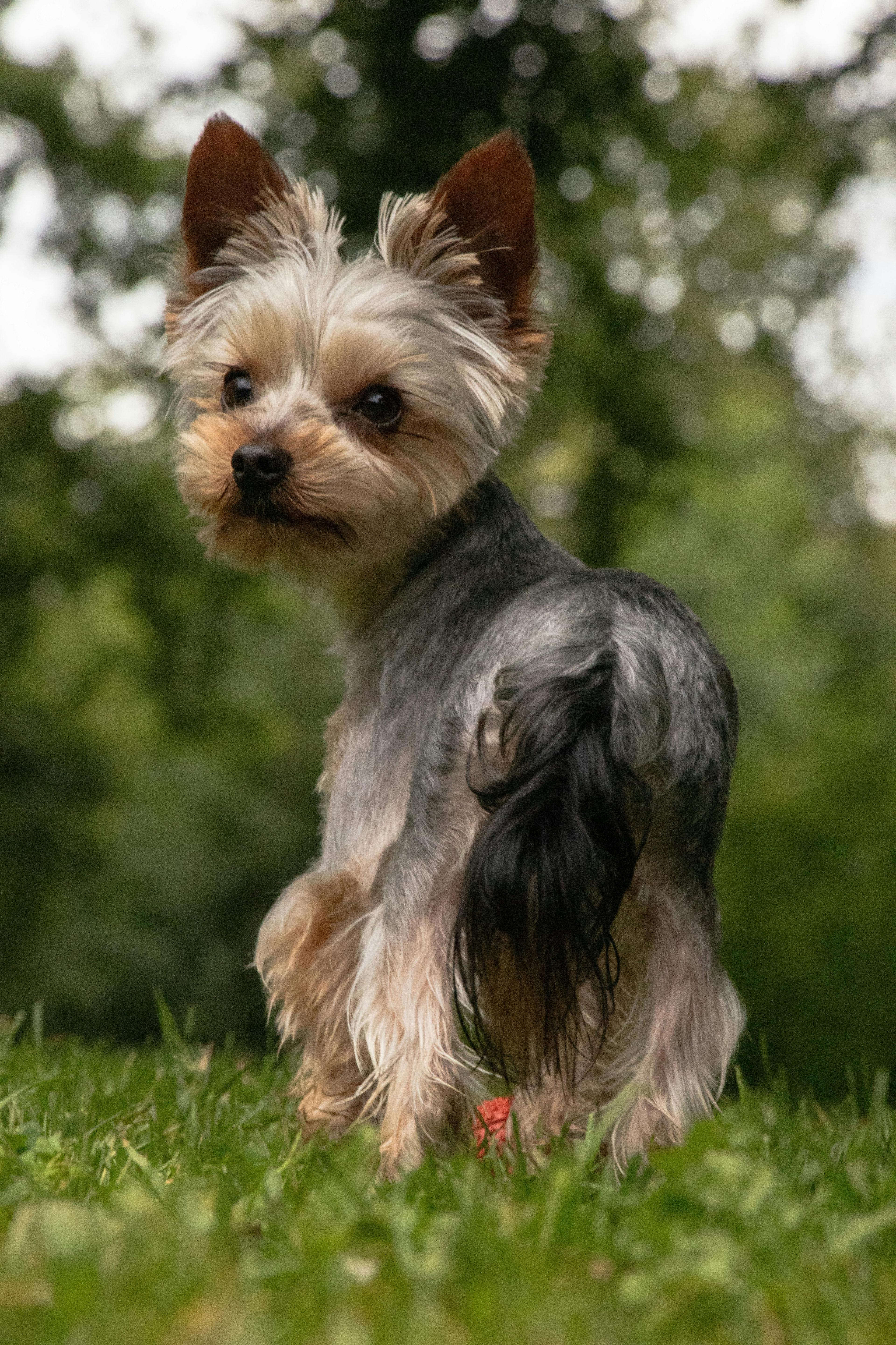 Beautiful Female Yorkie