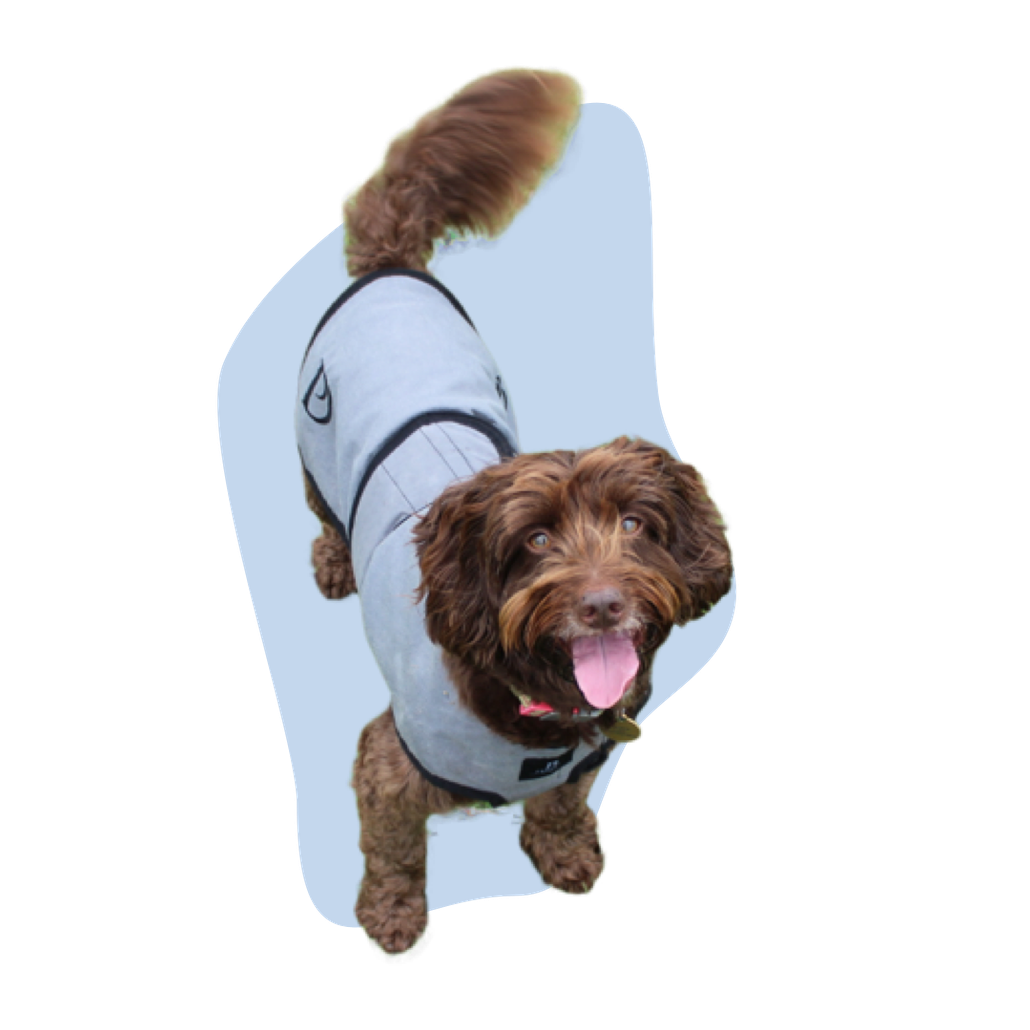 Otto in Pawdaw of London Luxury Cooling Vest