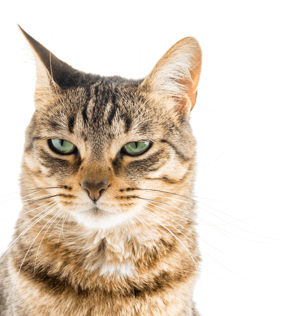 Door Buddy Discounts - Cat Image